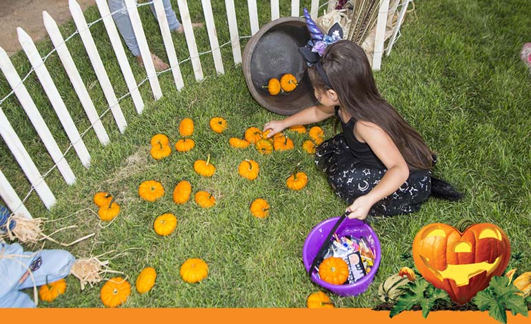 our festive pumpkin patch on the lawn